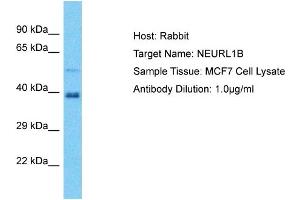 Image no. 1 for anti-Neuralized E3 Ubiquitin Protein Ligase 1B (NEURL1B) (C-Term) antibody (ABIN2774590)