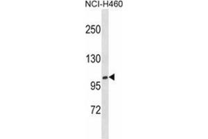 Image no. 1 for anti-Xylosyltransferase I (XYLT1) (AA 133-163), (N-Term) antibody (ABIN955606)