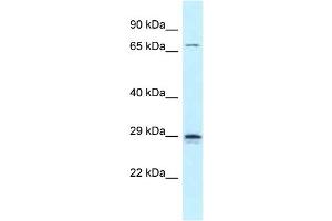 Image no. 1 for anti-Neurogenin 2 (NEUROG2) (C-Term) antibody (ABIN2781206)