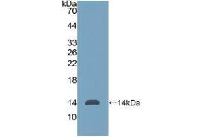 Western Blotting (WB) image for Anti-Mullerian Hormone (AMH) ELISA Kit (ABIN6574075)