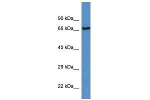 Image no. 1 for anti-Kallikrein B, Plasma (Fletcher Factor) 1 (KLKB1) (C-Term) antibody (ABIN928089)