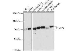 UTP6 抗体  (AA 1-220)