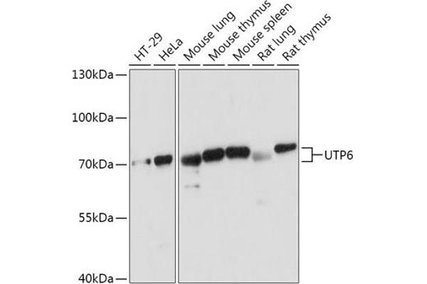 UTP6 抗体  (AA 1-220)
