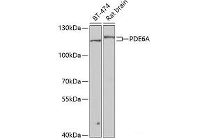 PDE6A antibody