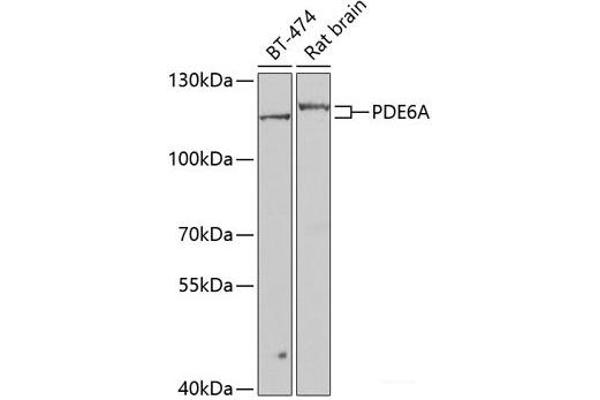 PDE6A antibody
