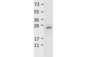 Image no. 1 for anti-Interleukin 27 (IL27) antibody (ABIN964786)
