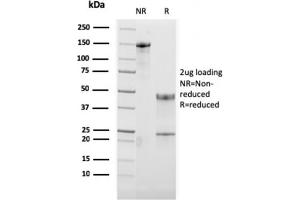 Image no. 1 for anti-Tumor Necrosis Factor Receptor Superfamily, Member 4 (TNFRSF4) (AA 59-205) antibody (ABIN6940817)