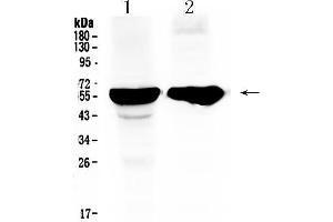 Image no. 3 for anti-Cytochrome P450, Family 2, Subfamily D, Polypeptide 6 (CYP2D6) (AA 315-347), (C-Term) antibody (ABIN5518823)