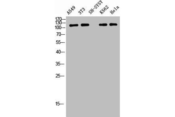 TENC1 antibody  (pTyr483)