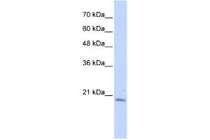 Image no. 1 for anti-Prefoldin Subunit 6 (PFDN6) (N-Term) antibody (ABIN2784894)