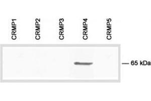 Image no. 1 for anti-Dihydropyrimidinase-Like 3 (DPYSL3) (C-Term) antibody (ABIN1107016)
