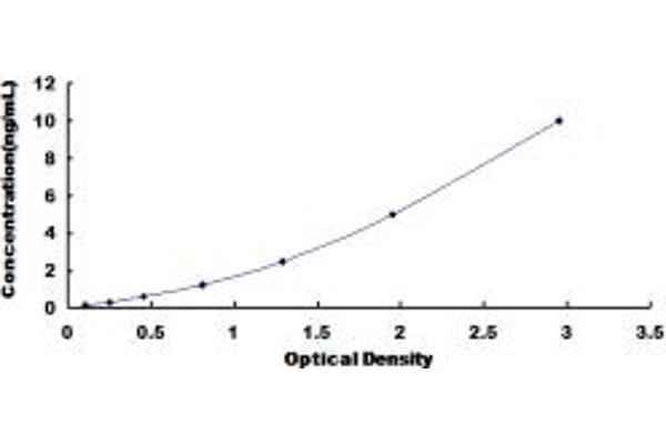 Pkc beta 1 Kit ELISA