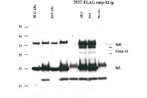 Image no. 1 for anti-Caspase 4, Apoptosis-Related Cysteine Peptidase (CASP4) antibody (ABIN2745522)