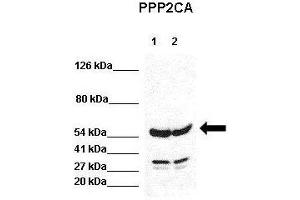 Image no. 2 for anti-Protein Phosphatase 2, Catalytic Subunit, alpha Isozyme (PPP2CA) (N-Term) antibody (ABIN2789352)