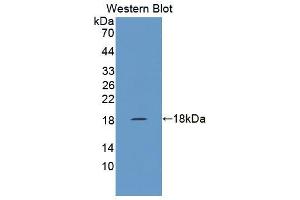 Image no. 1 for anti-Zinc Ribbon Domain Containing 1 (ZNRD1) (AA 1-126) antibody (ABIN1872481)