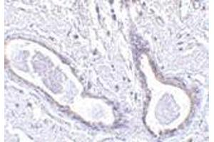 Image no. 1 for anti-Family with Sequence Similarity 175, Member A (FAM175A) (N-Term) antibody (ABIN499595)