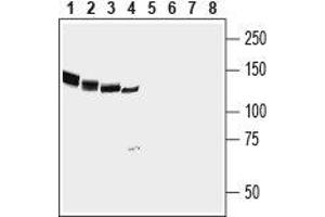 Western blot analysis of rat brain (lanes 1 and 5), mouse brain (lanes 2 and 6), rat cerebellum (lanes 3 and 7) and human SH-SY5Y neuroblastoma cell (lanes 4 and 8) lysates: - 1-4.