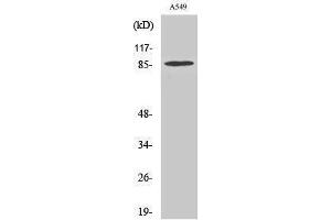 Image no. 1 for anti-TAF5 RNA Polymerase II, TATA Box Binding Protein (TBP)-Associated Factor, 100kDa (TAF5) (Internal Region) antibody (ABIN3180899)