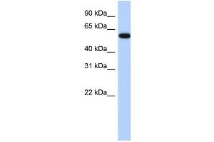 Image no. 1 for anti-Zinc Finger Protein 554 (ZNF554) (N-Term) antibody (ABIN2778494)