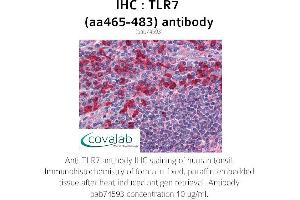 Image no. 1 for anti-Toll-Like Receptor 7 (TLR7) (AA 465-483) antibody (ABIN5693731)
