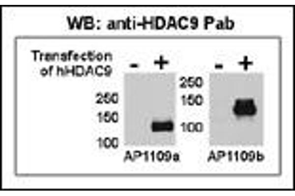 HDAC9 Antikörper  (N-Term)