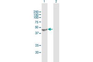 Image no. 2 for anti-Snurportin 1 (SNUPN) (AA 1-360) antibody (ABIN523449)