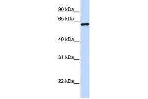Image no. 1 for anti-Cleavage Stimulation Factor, 3' Pre-RNA, Subunit 2, 64kDa (CSTF2) (N-Term) antibody (ABIN2778764)