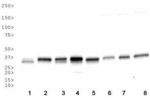 Image no. 3 for anti-Apurinic/Apyrimidinic Endonuclease 1 (APEX1) antibody (ABIN363379)