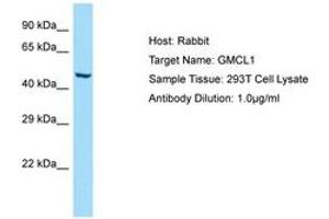GMCL1 antibody  (AA 367-416)