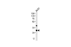 Image no. 1 for anti-Junctional Adhesion Molecule 2 (JAM2) (AA 63-91), (N-Term) antibody (ABIN5532607)
