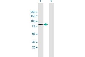 Image no. 1 for anti-Piwi-Like 1 (PIWIL1) (AA 1-861) antibody (ABIN522759)