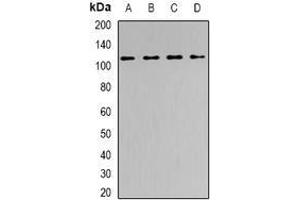 Image no. 1 for anti-SWI/SNF Related, Matrix Associated, Actin Dependent Regulator of Chromatin, Subfamily A, Member 5 (SMARCA5) (full length) antibody (ABIN6004960)