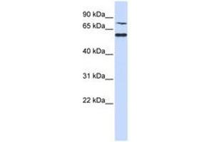 Image no. 1 for anti-POC1 Centriolar Protein Homolog B (POC1B) (AA 72-121) antibody (ABIN6741361)