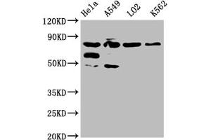 MTRR antibody  (AA 1-725)