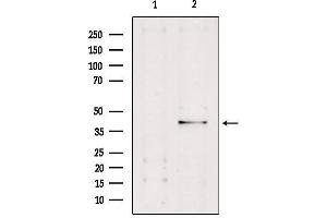 Image no. 1 for anti-Caspase 4, Apoptosis-Related Cysteine Peptidase (CASP4) antibody (ABIN6260486)