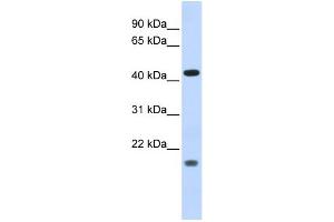 Image no. 2 for anti-Inhibitor of Growth Family, Member 3 (ING3) (Middle Region) antibody (ABIN2777878)