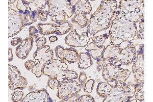 Image no. 1 for anti-CD151 (CD151) (Center) antibody (ABIN2681650)