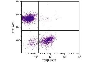 Image no. 1 for anti-T Cell Receptor beta Chain (TCRb) antibody (Biotin) (ABIN135310)