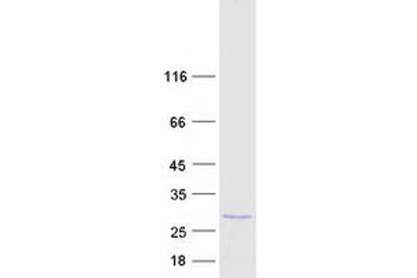 PPPDE1 Protein (Myc-DYKDDDDK Tag)