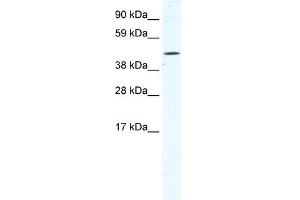 Image no. 1 for anti-Tetratricopeptide Repeat Domain 19 (TTC19) (N-Term) antibody (ABIN925855)