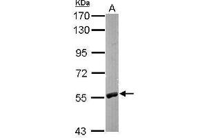 Image no. 3 for anti-Regulator of Chromosome Condensation 2 (RCC2) (Center) antibody (ABIN2856483)