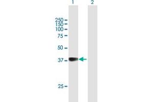 Western Blot analysis of GFI1B expression in transfected 293T cell line by GFI1B MaxPab polyclonal antibody.
