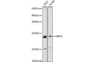 GTPase NRas antibody  (AA 1-189)