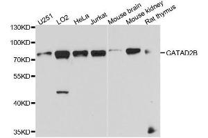Image no. 1 for anti-GATA Zinc Finger Domain Containing 2B (GATAD2B) antibody (ABIN6140978)