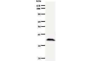 Image no. 1 for anti-Nuclear Factor I/B (NFIB) antibody (ABIN930910)