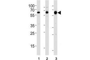 Image no. 4 for anti-Proto-oncogene tyrosine-protein kinase Src (Src) (AA 1-30) antibody (ABIN3029561)