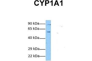 Image no. 3 for anti-Cytochrome P450, Family 1, Subfamily A, Polypeptide 1 (CYP1A1) (Middle Region) antibody (ABIN2776793)