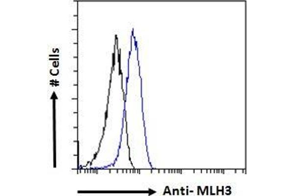 anti-MutL Homolog 3 (MLH3) (C-Term) antibody