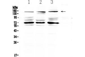 Image no. 1 for anti-Interleukin 17 Receptor A (IL17RA) (AA 53-284) antibody (ABIN5518928)