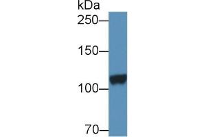 DPP6 antibody  (AA 667-865)